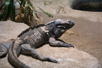 脱皮途中のトカゲ