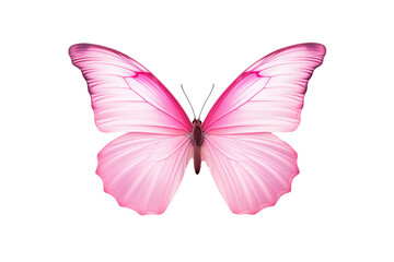 Pink Butterfly On A Plain White Background, Transparent White Background, Png.