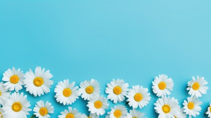 White daisy flowers border on isolated blue background