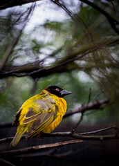 tisserin gendarme à l'affut
