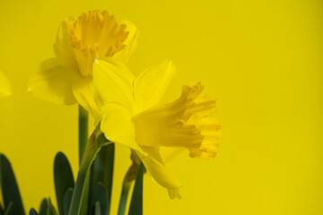 Fototapeta premium Yellow daffodils on yellow background, bouquet of narcissus flowers