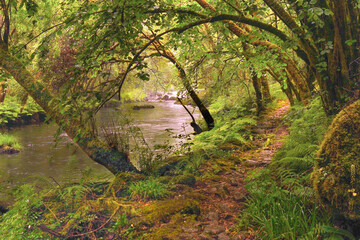 A small river in a forest with great vegetation in autumn
