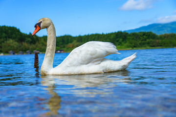 透き通る池を泳ぐ優雅なコブハクチョウ