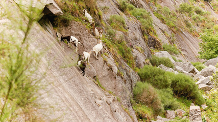 A group of goats climbing the rocks of a mountain slope