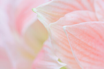 Close-up macro soft focus on petal pink Amaryllis flowers tropical forest plant blossom pastel background.nature spring flora desktop wallpaper,beauty or cosmetic banner poster, website cover design. - obrazy, fototapety, plakaty