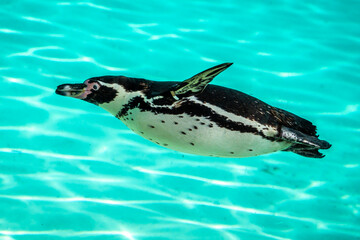 Humboldt Penguin swimming in an aquarium