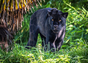 Naklejka na ściany i meble Black Jaguar stalking in grass