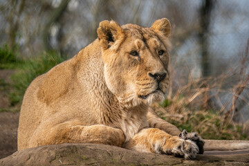 Sitting lioness watching 