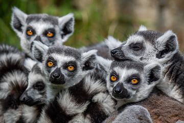 A conspiracy of lemurs