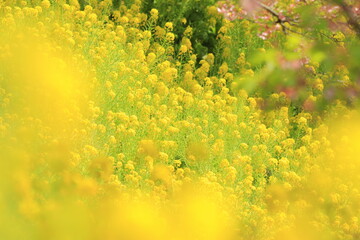 たくさんの菜の花