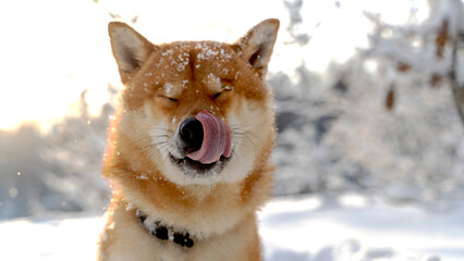 Shiba Inu dog with a fabulous winter forest