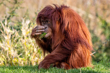 Sumatran Orangutang eating leaf