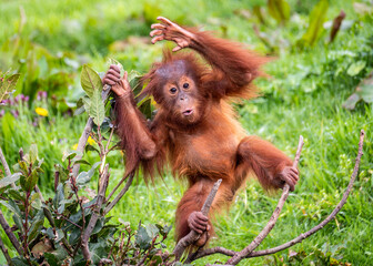 Young Sumatran Orangutan playing © Peter Robinson