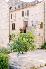 Fototapeta na wymiar Green tree grows in a large pot in the yard near an old stone house