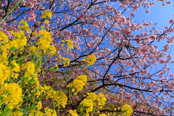 河津町の早咲き桜と菜の花