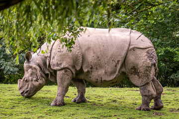 Side view of a rhinoceros under a tree