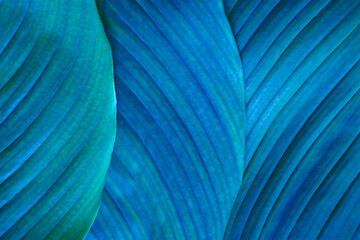 Close-up macro nature exotic bright blue green leave texture tropical Jungle plant spathiphyllum...