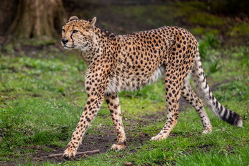 Cheetah prowling