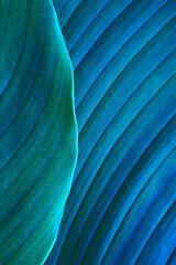 Close-up macro nature exotic bright blue green leave texture tropical Jungle plant spathiphyllum cannifolium in dark background.Curve leaf floral botanical desktop wallpaper,website cover backdrop.