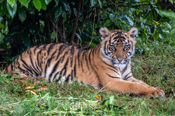 Naklejka na ściany i meble Young Sumatran Tiger at rest