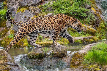 Jaguar prowling