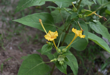 High angle view of the two blooming yellow flowers of the Marvel of Peru plant