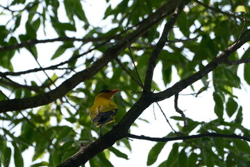 cute wild bird