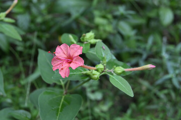 The home garden has a blooming Marvel of Peru flower , angle view