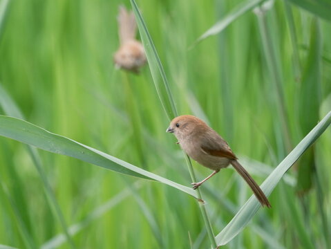 Vinous-throated parrotbill