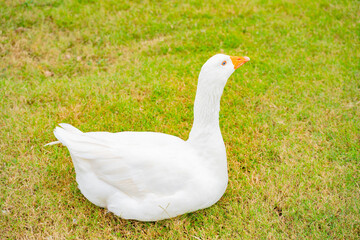 white goose on a background of green grass