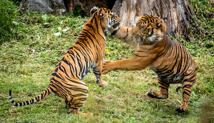 Sumatran Tigers play fighting