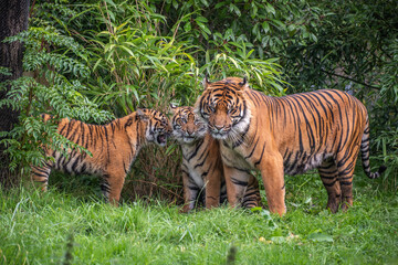 Naklejka na ściany i meble 3 Sumatran tigers standing