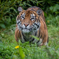 Naklejka na ściany i meble Sumatran Tiger staring at viewer