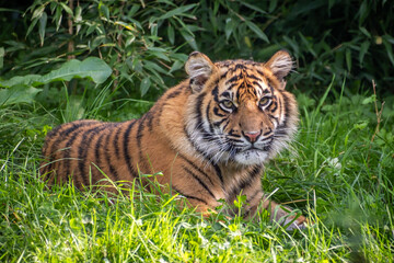 Young Sumatran Tiger sitting