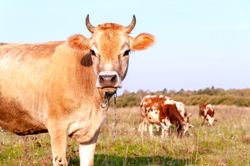 Cows graze in a green meadow