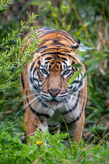 Sumatran Tiger head on