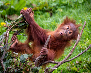 Young Sumatran Orangutan playing on branch