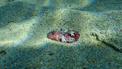 Sea slug redbrown nudibranch or redbrown leathery doris (Platydoris argo) undersea, Aegean Sea, Greece, Halkidiki