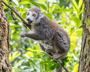 Crowned Lemur eating leaves