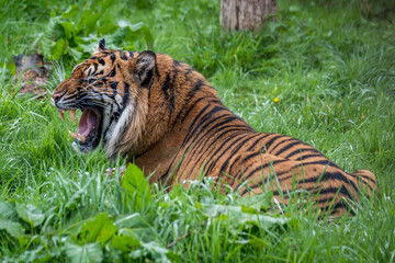 Sumatran Tiger growing while sitting in grass