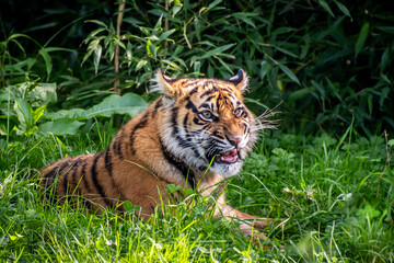 Sumatran Tiger sitting in grass