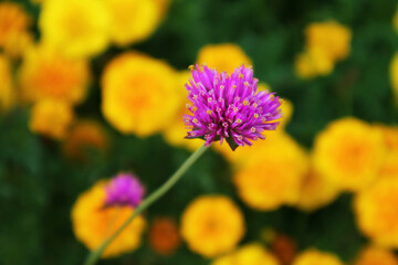 Obraz na płótnie Canvas Closeup of Firework Flower or Gomphrena Pulchella with Blurry Marigolds in the Backdrop