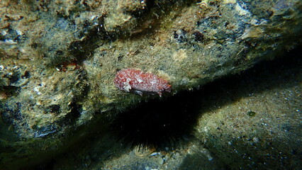 Sea slug redbrown nudibranch or redbrown leathery doris (Platydoris argo) undersea, Aegean Sea, Greece, Halkidiki