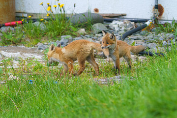 海辺のキタキツネの子供たち　北海道のかわいい野生動物