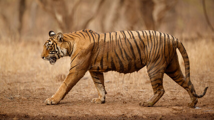 Fototapeta na wymiar amazing bengal tiger nature