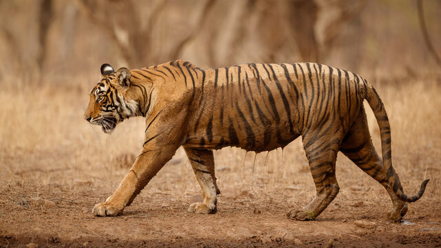 amazing bengal tiger nature