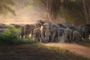 Zelfklevend Fotobehang Thai elephant in wild © EAR