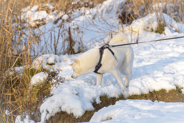 White Husky with short fur on a black leash examines the freshly fallen snow on a lake shore with reed beds.