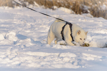 White Hushy with short fur on a black leash examines the freshly fallen snow