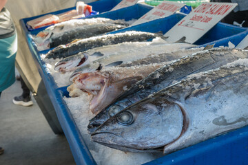 Fresh fish for sale at fish market.
